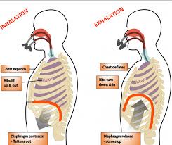 Breathe Right: Is There A "Right" Way to Breathe?